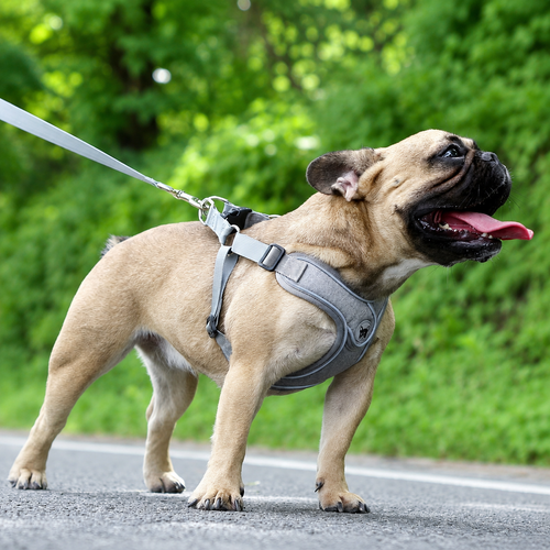Adventure-Fit Reflective Harness & Lead Set